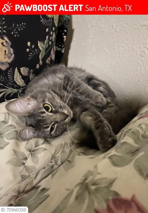 Lost Female Cat last seen Auldine Dr and Westby Ln, San Antonio, TX 78230