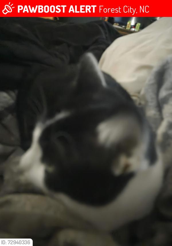 Lost Male Cat last seen Two ten sugar maple lane, Forest City, NC 28043