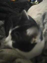 Lost Male Cat last seen Two ten sugar maple lane, Forest City, NC 28043