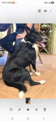 Lost Male Dog last seen Toscana rv, Los Banos, CA 93635
