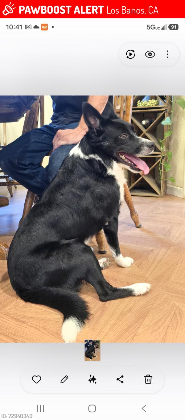 Lost Male Dog last seen Toscana rv, Los Banos, CA 93635