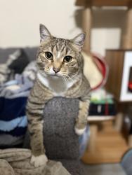 Reunited Male Cat last seen Witte Rd SE & 267th, Maple Valley, WA 98038