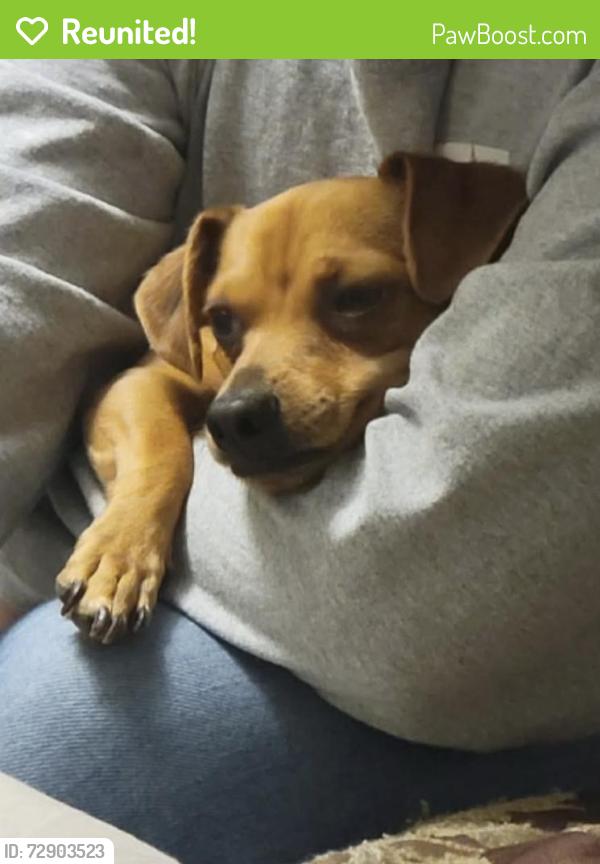 Reunited Male Dog last seen HW123 by DeZavala , San Marcos, TX 78666
