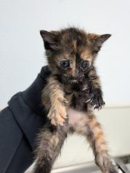 Shelter Stray Female Cat last seen Alta Road, San Diego, CA, 92173, San Diego, CA 92110