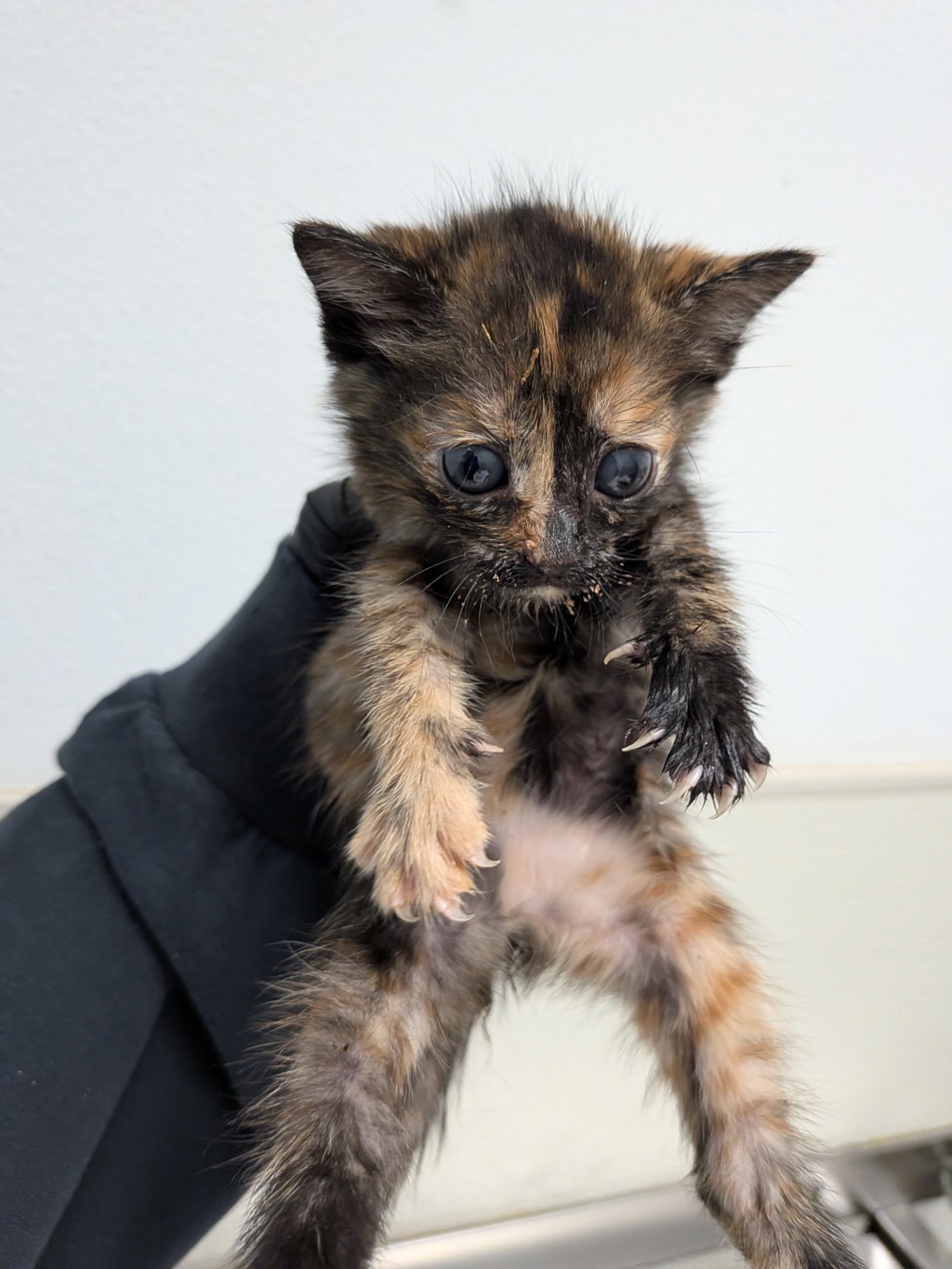 Shelter Stray Female Cat last seen Alta Road, San Diego, CA, 92173, San Diego, CA 92110
