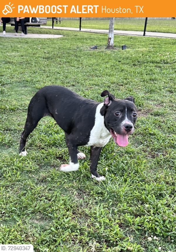 Found/Stray Female Dog last seen Park, Houston, TX 77077