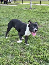 Found/Stray Female Dog last seen Park, Houston, TX 77077