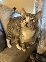 Lost Male Cat last seen Westminster and beach , Westminster, CA 92683