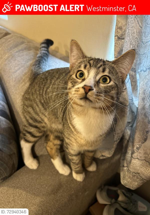 Lost Male Cat last seen Westminster and beach , Westminster, CA 92683