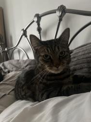 Reunited Male Cat last seen Glade Pub, West Midlands, England CV3