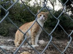 Found/Stray Unknown Cat last seen Medina and grass valley, Santee, CA 92071