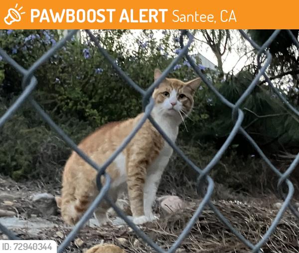 Found/Stray Unknown Cat last seen Medina and grass valley, Santee, CA 92071