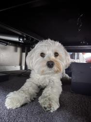 Reunited Male Dog last seen Bristol and flower , Santa Ana, CA 92707