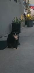 Lost Male Cat last seen 921N Euclid St Apt C santa Ana CA 92703, Santa Ana, CA 92703