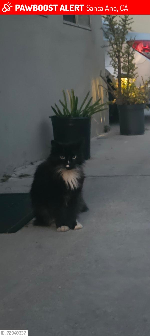 Lost Male Cat last seen 921N Euclid St Apt C santa Ana CA 92703, Santa Ana, CA 92703