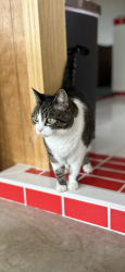Lost Female Cat last seen Terracina Dr & 10th St, Santa Paula, CA 93060