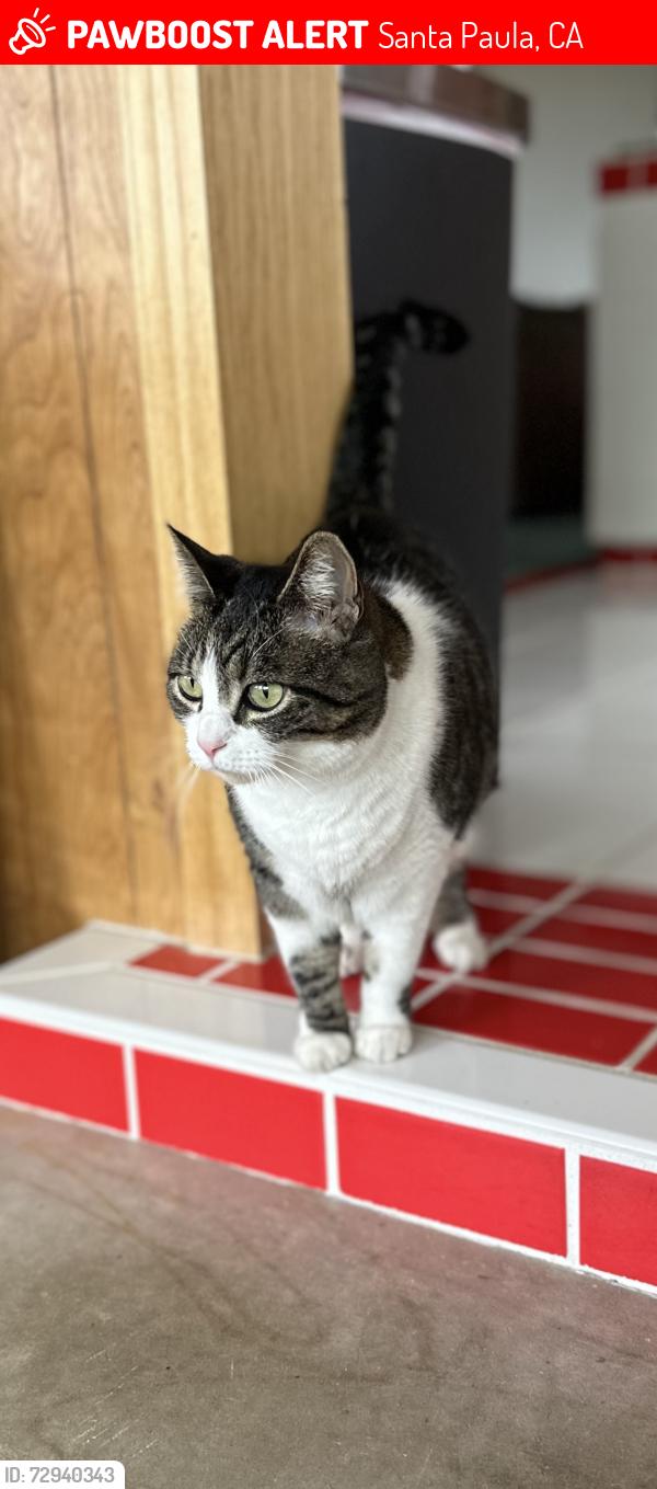 Lost Female Cat last seen Terracina Dr & 10th St, Santa Paula, CA 93060