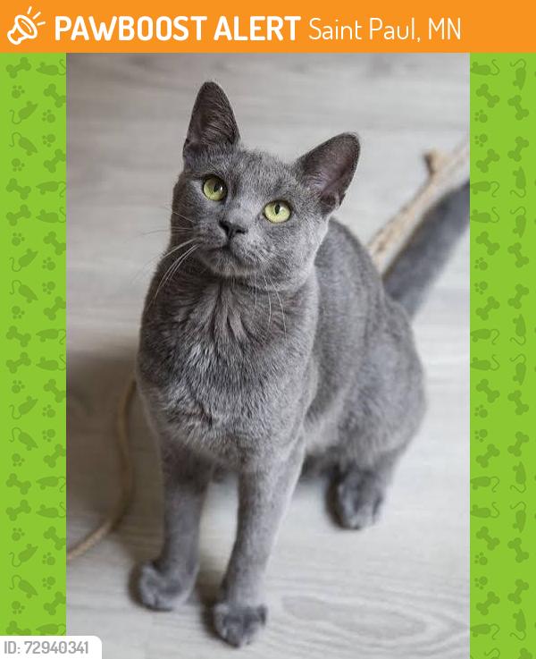 Found/Stray Female Cat last seen Hamline University, Pascal St N and W Minnehaha Ave , Saint Paul, MN 55104