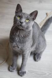 Found/Stray Female Cat last seen Hamline University, Pascal St N and W Minnehaha Ave , Saint Paul, MN 55104