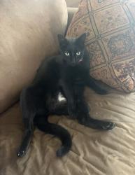 Reunited Male Cat last seen Holly Lane/North River/76, Bonsall, CA 92003