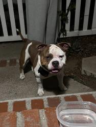 Found/Stray Male Dog last seen Sierra Bonita and Corson St, Pasadena, CA 91107