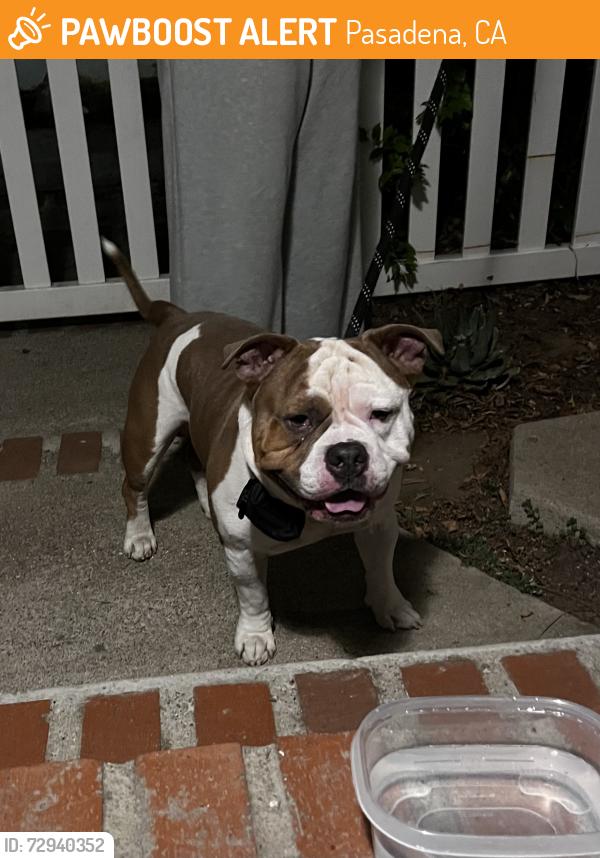 Found/Stray Male Dog last seen Sierra Bonita and Corson St, Pasadena, CA 91107