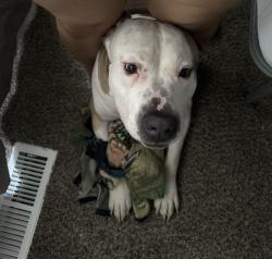 Reunited Male Dog last seen Near ave and orleans, Denver, CO 80249