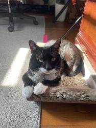 Reunited Male Cat last seen Disston street, j Hampton Moore , Philadelphia, PA 19111