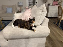 Lost Female Cat last seen Near Jakes Dr, Panama City, FL 32405