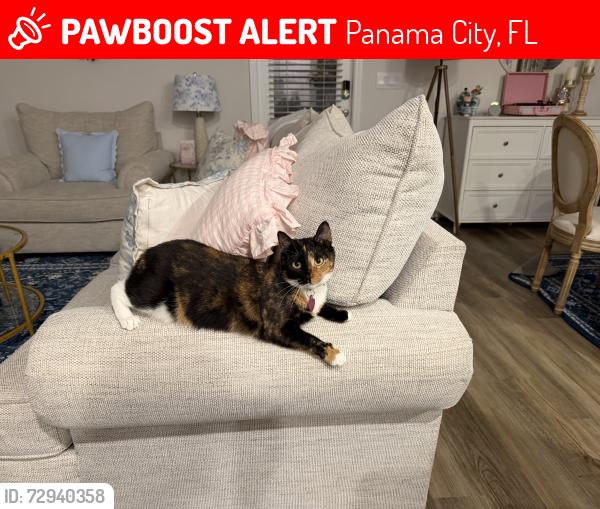 Lost Female Cat last seen Near Jakes Dr, Panama City, FL 32405