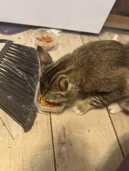 Reunited Male Cat last seen Western state hosp , Steilacoom, WA 98388