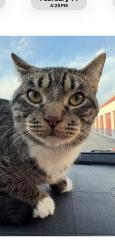 Lost Male Cat last seen swan rd, mcdonald's, winn dixie , Panama City, FL 32404