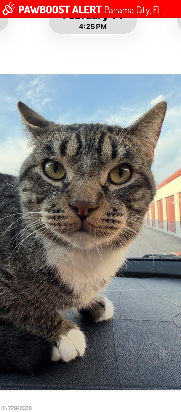 Lost Male Cat last seen swan rd, mcdonald's, winn dixie , Panama City, FL 32404