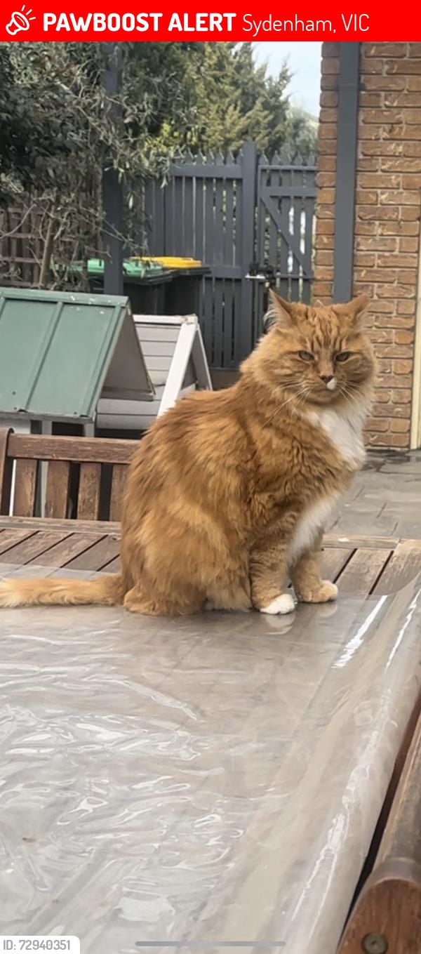 Lost Male Cat last seen Rachel court, avenue , profita avenue,, Sydenham, VIC 3037