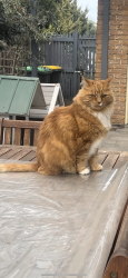 Lost Male Cat last seen Rachel court,  avenue , profita avenue, , Sydenham, VIC 3037