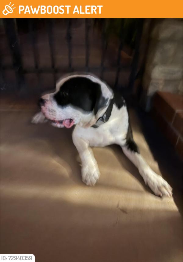 Found/Stray Unknown Dog last seen New Colt Court , San Diego County, CA 92021