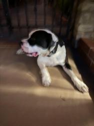 Found/Stray Unknown Dog last seen New Colt Court , San Diego County, CA 92021