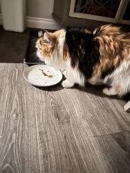 Reunited Female Cat last seen Near ave and 221 St, Edmonton, AB T5T 7N9