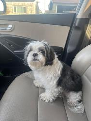 Reunited Male Dog last seen Near Mesa St, Odessa, TX 79761, USA, Odessa, TX 79761