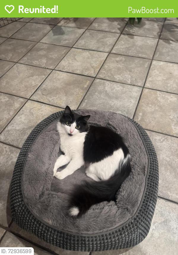 Reunited Male Cat last seen 10th and center west Oakland , Oakland, CA 94607