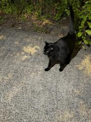 Reunited Unknown Cat last seen 212th court, Aloha, OR 97003