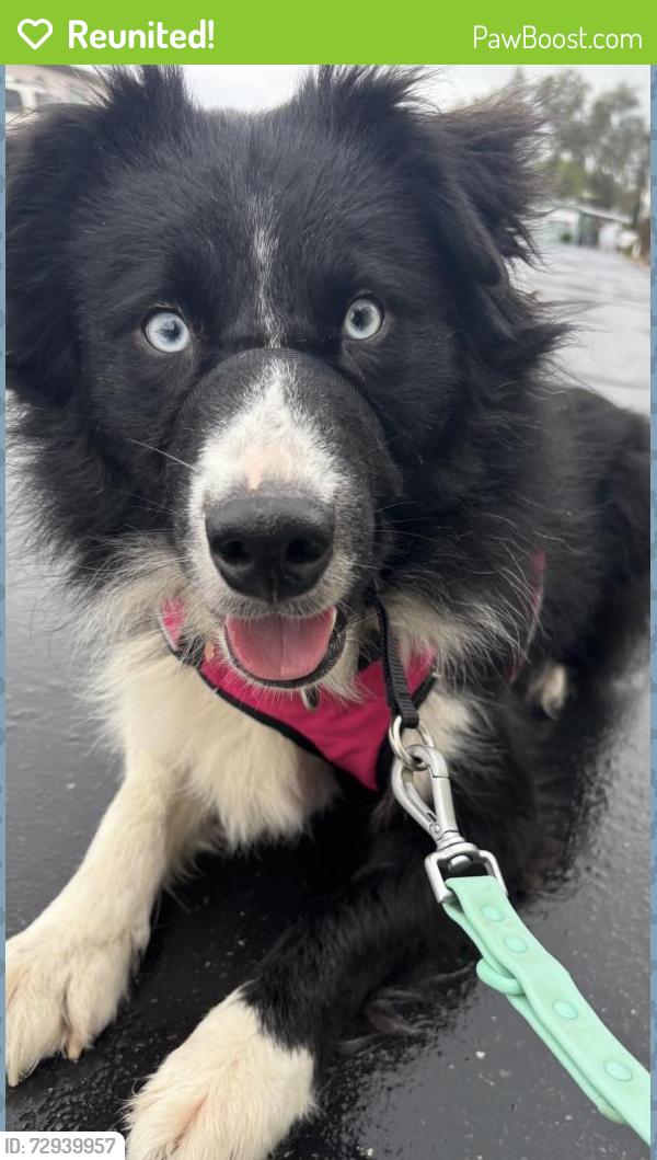 Reunited Female Dog last seen Old Auburn road Citrus Heights , Citrus Heights, CA 95610