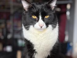 Reunited Male Cat last seen Woodland and Burton, Austin, TX 78741