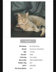 Reunited Male Cat last seen Alabonson and Gulf Bank , Houston, TX 77088