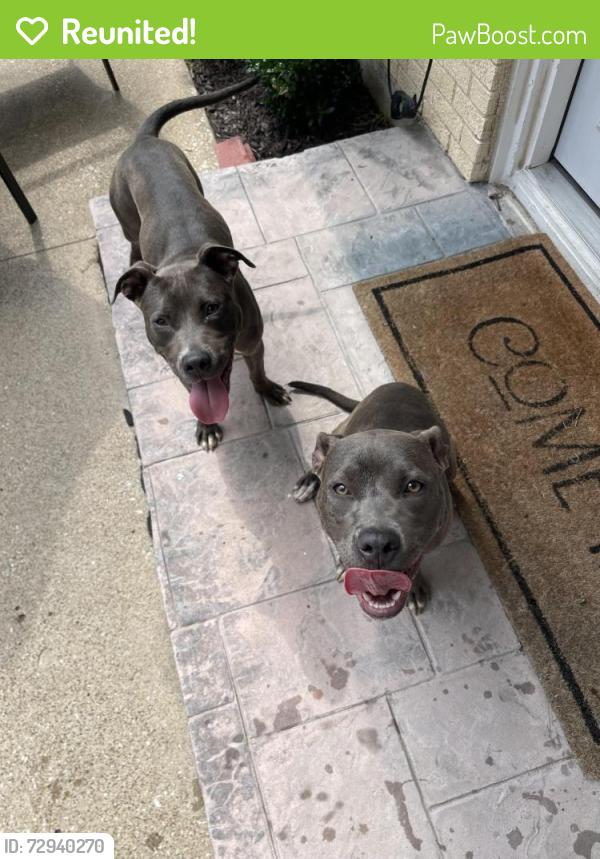 Reunited Female Dog last seen Lanewood circle and jupiter, Dallas, TX 75218