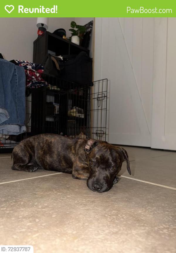 Reunited Male Dog last seen Luna rd, Victorville, CA 92392