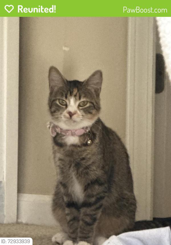 Reunited Female Cat last seen Near Kristen Ct, Plano, IL 60545, USA, Plano, IL 60545