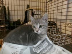 Shelter Stray Female Cat last seen , 14409 Vanowen St, Van Nuys, CA 91405, USA