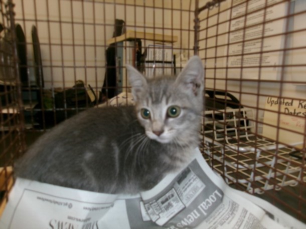 Shelter Stray Female Cat last seen , 14409 Vanowen St, Van Nuys, CA 91405, USA