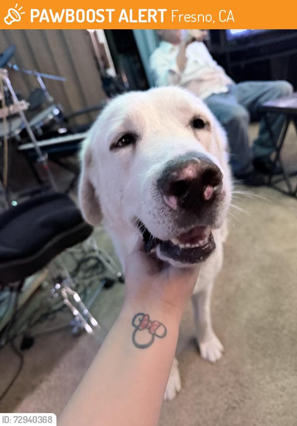Found/Stray Male Dog last seen Olive and Wishon, Fresno, CA 93728
